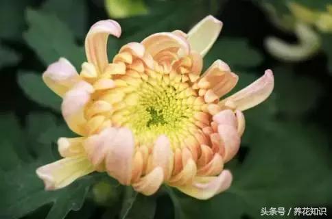 十一月有哪些花盛开,十一月都有哪些典型花朵