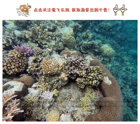 帕劳自由行,帕劳自由行最新攻略