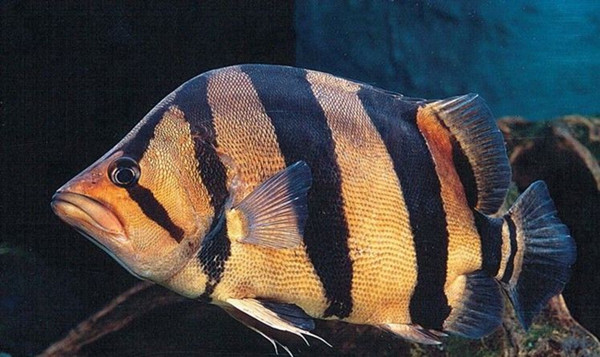 娉拌檸鍜屽嵃灏艰檸鍝釜濂藉吇,娉拌檸鍜屽嵃灏艰檸鐨勫尯鍒湪鍝噷