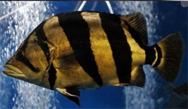 娉拌檸鍜屽嵃灏艰檸鍝釜濂藉吇,娉拌檸鍜屽嵃灏艰檸鐨勫尯鍒湪鍝噷