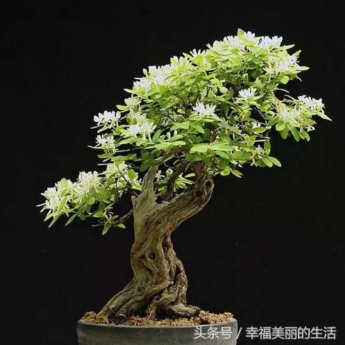 金银花树桩盆景制作方法,金银花盆景好看制作方法