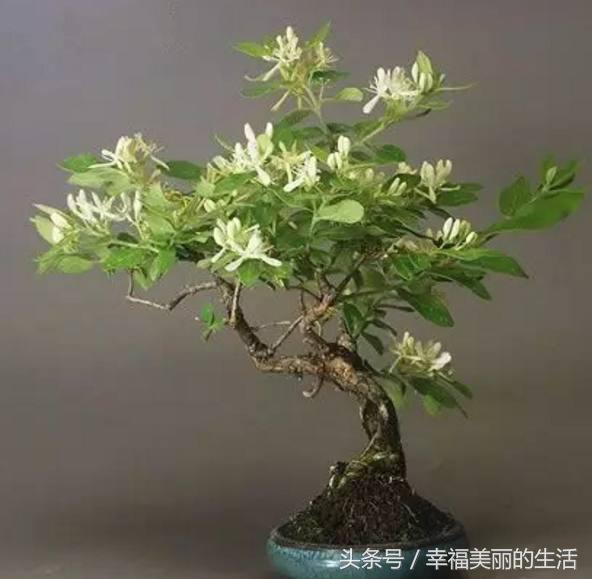金银花树桩盆景制作方法,金银花盆景好看制作方法