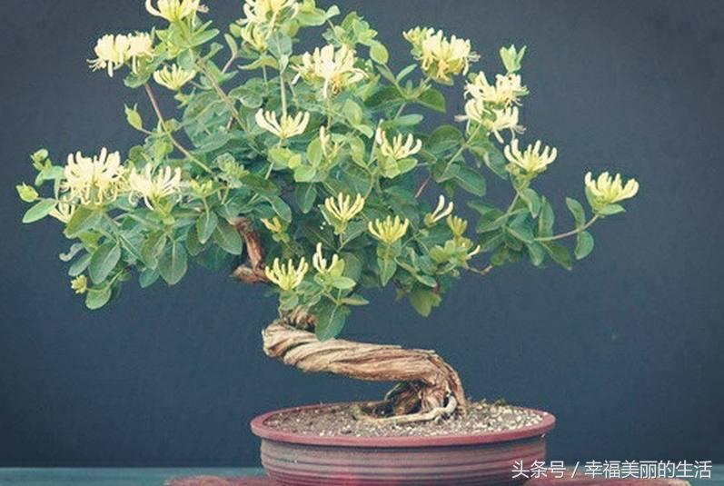 金银花树桩盆景制作方法,金银花盆景好看制作方法