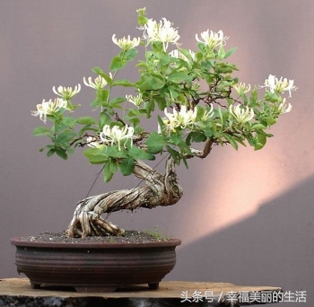 金银花树桩盆景制作方法,金银花盆景好看制作方法