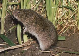 闽西八大干之一老鼠干由来,闽西八大干真的是老鼠做的吗