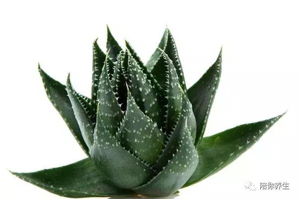 芦荟有什么用途啊,芦荟有什么用途怎么吃