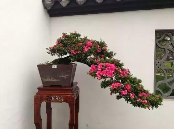 杜鹃花的鉴赏方法,关于杜鹃花的养护知识资料