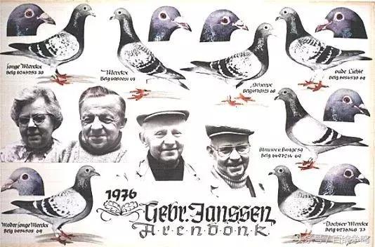 胡刚赛鸽,胡刚说鸽定棚鸽最新视频