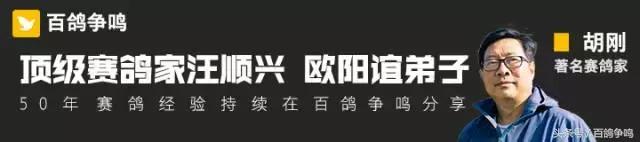 胡刚赛鸽,胡刚说鸽定棚鸽最新视频