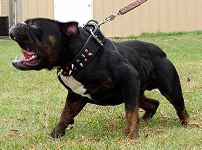 卡斯罗小狗到大狗的变化,卡斯罗和普通狗打架