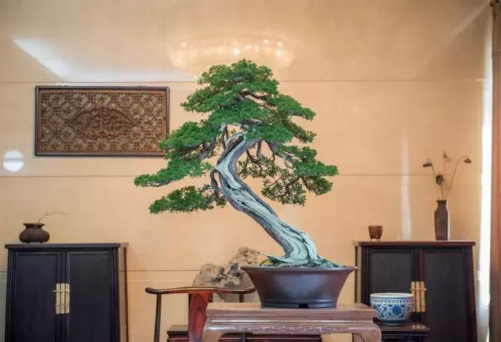 榆树盆景冬天在室内落叶吗,落叶盆景冬天怎么养护