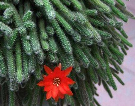 仙人指开花以后养护技术,仙人指怎样才能开花