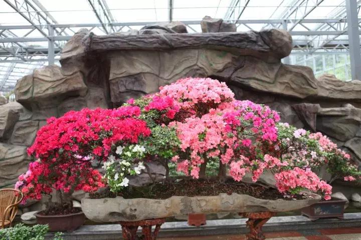 杜鹃花的鉴赏方法,关于杜鹃花的养护知识资料