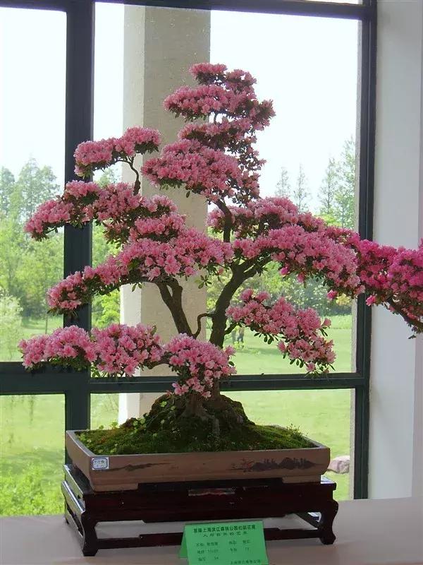 杜鹃花的鉴赏方法,关于杜鹃花的养护知识资料