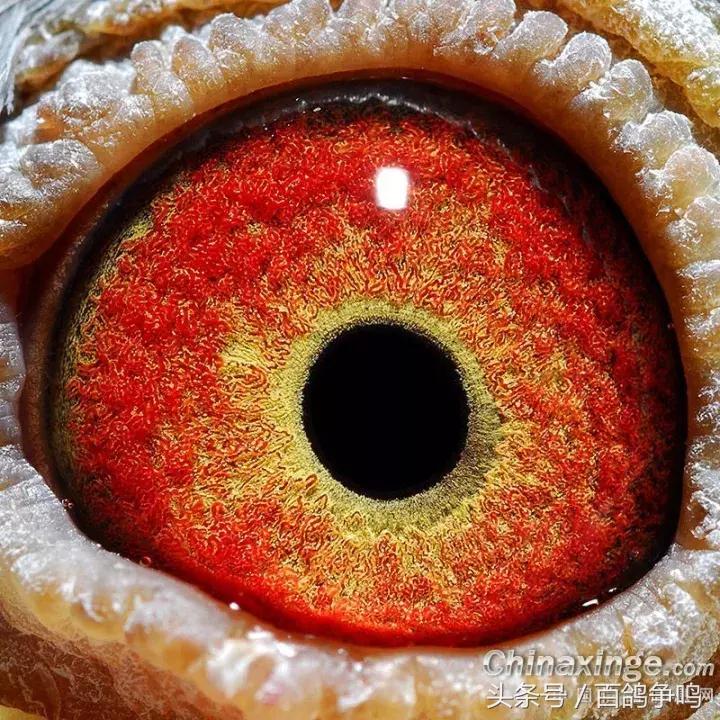 胡刚赛鸽,胡刚说鸽定棚鸽最新视频