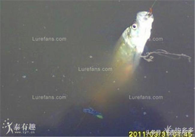 钓叟张演义第二回钓具DIY：擒黄颡首战告捷，失白翘再钓铩羽