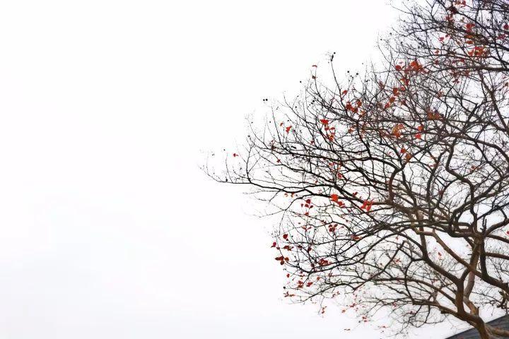 你越黄，我越喜欢！凛冬将至，这是最后一波西太湖的秋景