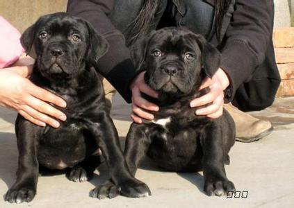 卡斯罗小狗到大狗的变化,卡斯罗和普通狗打架