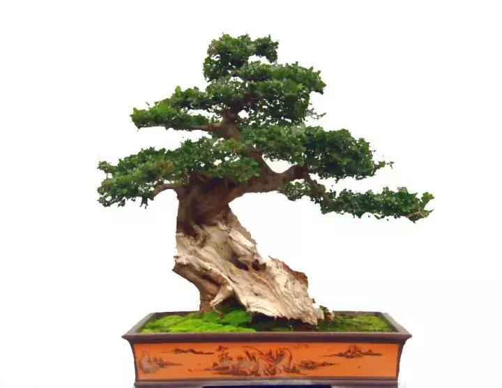 榆树盆景冬天在室内落叶吗,落叶盆景冬天怎么养护