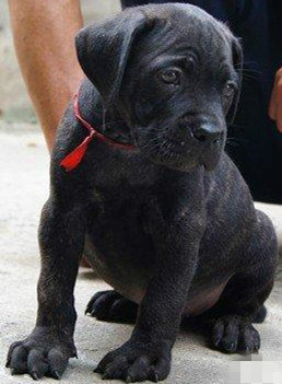 卡斯罗小狗到大狗的变化,卡斯罗和普通狗打架