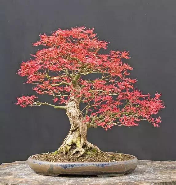 榆树盆景冬天在室内落叶吗,落叶盆景冬天怎么养护