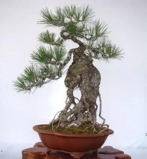 榆树盆景冬天在室内落叶吗,落叶盆景冬天怎么养护