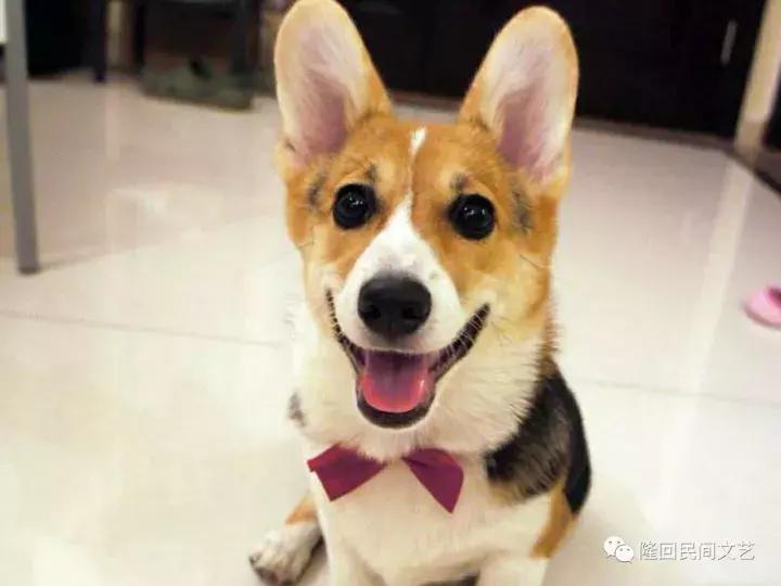 隆回汉子的人狗情缘，养的狗腿子“依依”