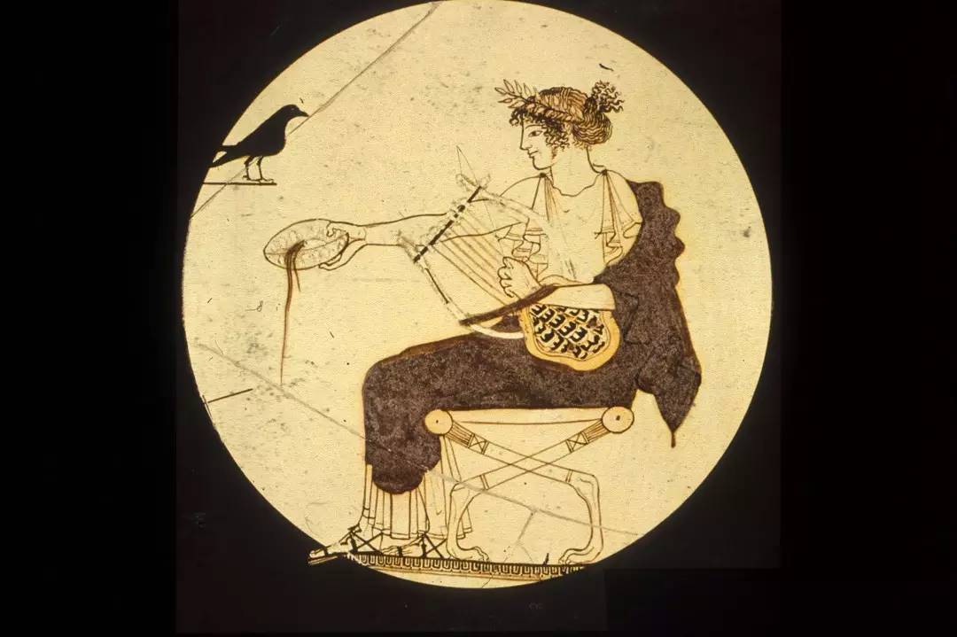 高大上的月桂，就在我们身边