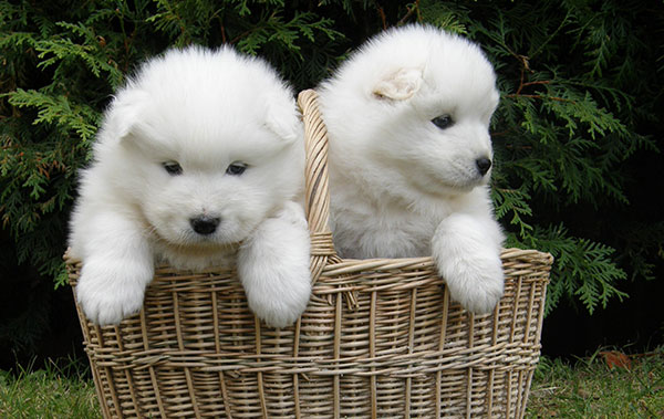 每日一读动物,每日一读狗狗品种博美