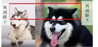 哈士奇和阿拉斯加的区别懂了吧,哈士奇和阿拉斯加的区别在哪里
