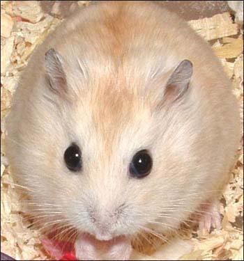 仓鼠饲养箱子,仓鼠饲养基地