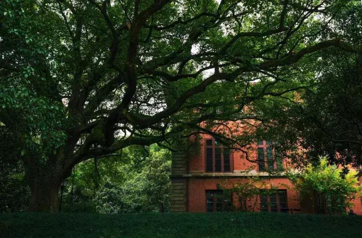 借得一把西湖伞，莫负江南雨一蓑