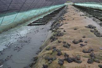 最挣钱的养殖业养殖什么不愁销路,穷人养殖什么最挣钱新型养殖业