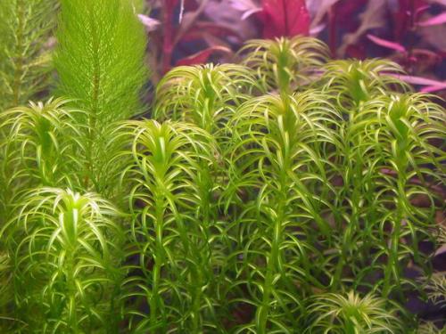 鱼缸里已经有水怎么种植水草种子,鱼缸造景的草怎么能养好