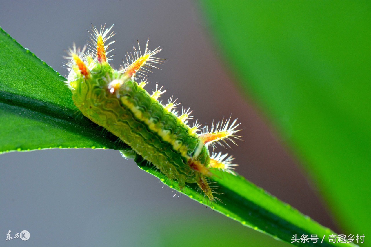 有一种虫子叫洋辣子咬了人怎么办,洋辣子蛰后注意事项