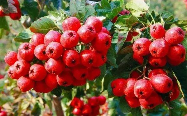 最纯净的雪乡,最美小镇雪乡