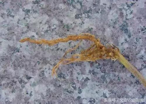 茄子的种植和管理及病虫害的防治,茄子蚜虫