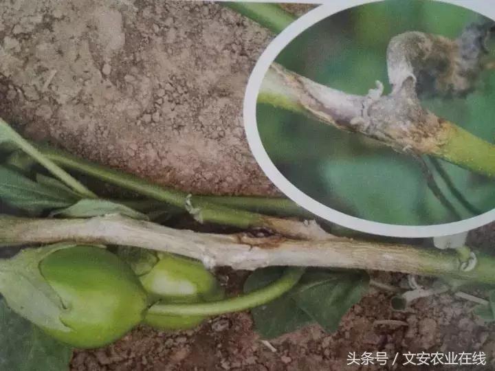 茄子的种植和管理及病虫害的防治,茄子蚜虫