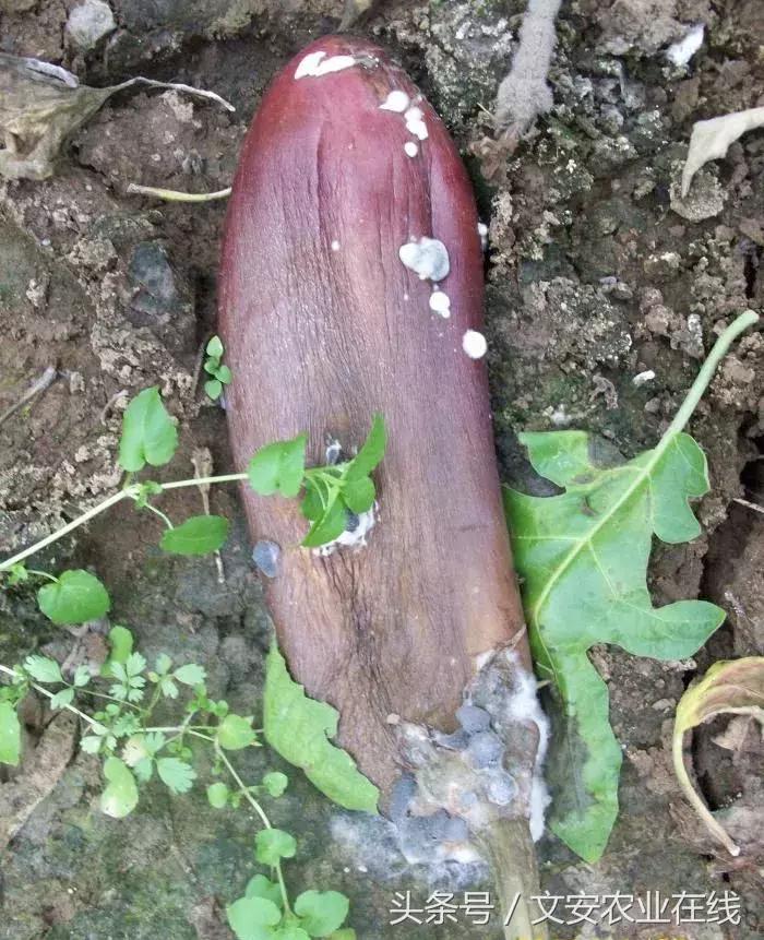 茄子的种植和管理及病虫害的防治,茄子蚜虫