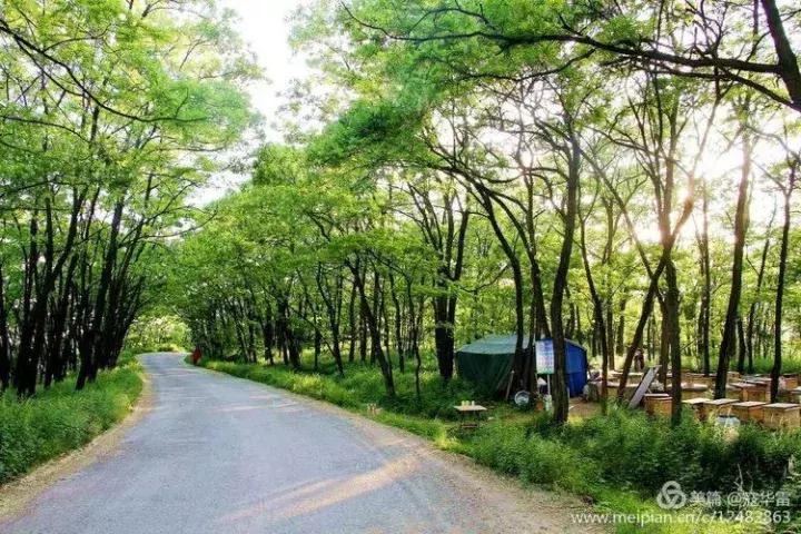 中国天然氧吧为什么是永寿,永寿槐林氧吧