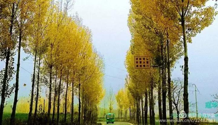 中国天然氧吧为什么是永寿,永寿槐林氧吧