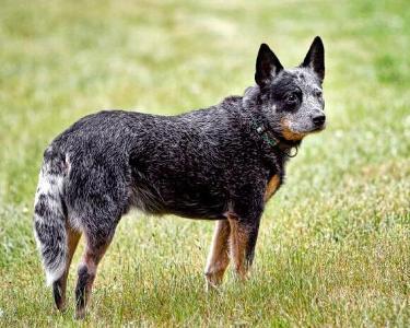 世界上智商最高的狗狗排名榜,智商最高的狗狗排名第一名