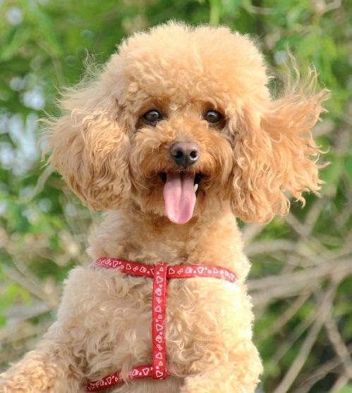 世界上智商最高的狗狗排名榜,智商最高的狗狗排名第一名