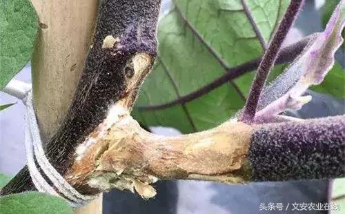 茄子的种植和管理及病虫害的防治,茄子蚜虫