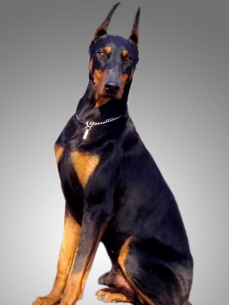 世界上智商最高的狗狗排名榜,智商最高的狗狗排名第一名