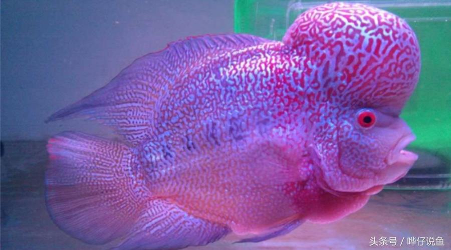 最经典的罗汉鱼,奇特罗汉鱼