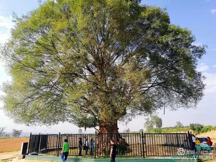 中国天然氧吧为什么是永寿,永寿槐林氧吧