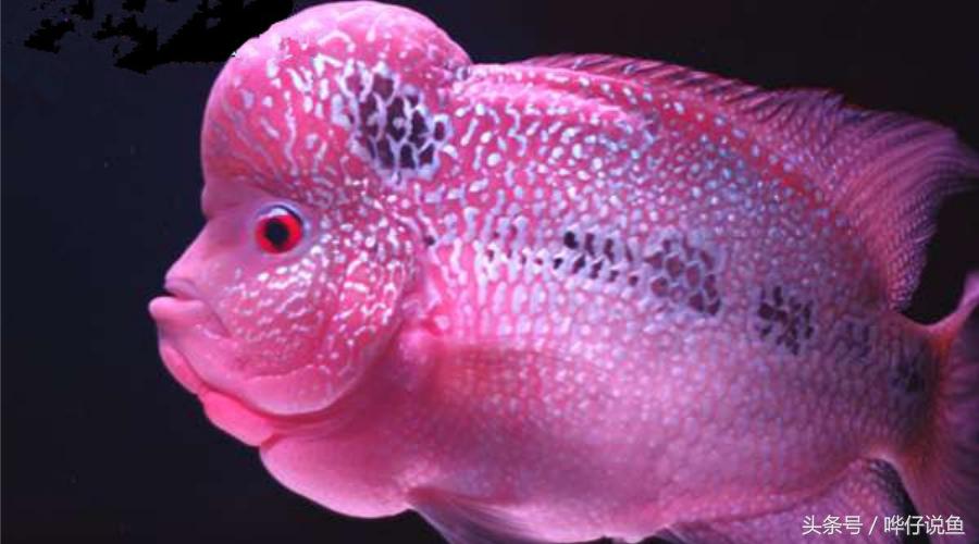 最经典的罗汉鱼,奇特罗汉鱼