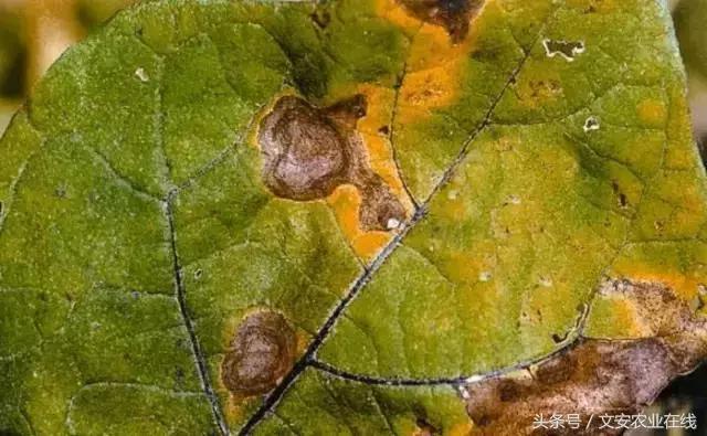 茄子的种植和管理及病虫害的防治,茄子蚜虫