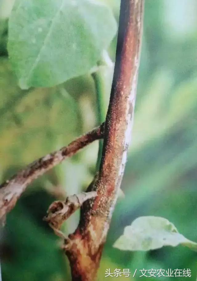 茄子的种植和管理及病虫害的防治,茄子蚜虫